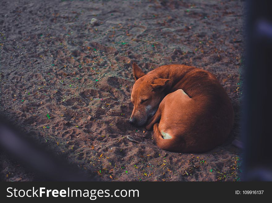 Short-coated Dog Sleeping on Soil Ground at Daytime
