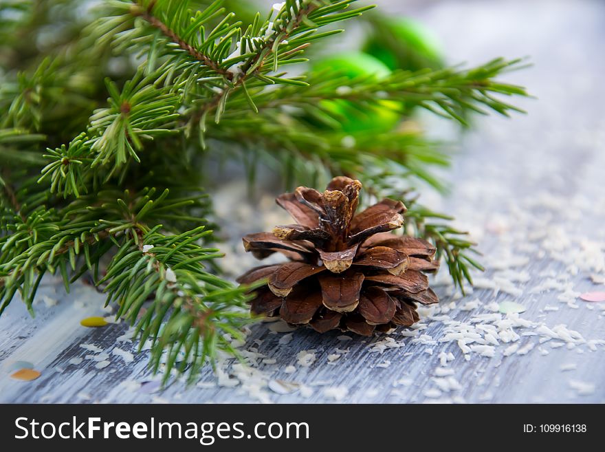Brown Pine Cone With Pine Tree Leaves Shallow Focus Photography