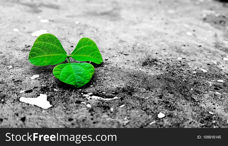 Green Leaf On Grey Ground