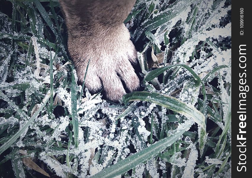 Paw On Green Grass