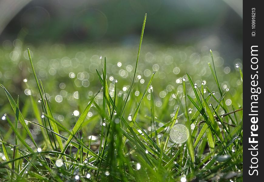 Shallow Focus of Raindrops On Green Grass