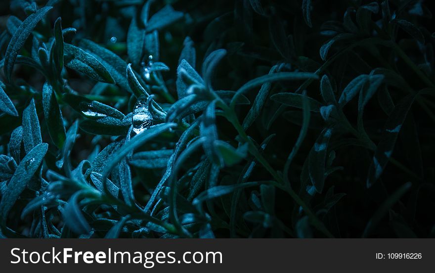 Macro Photography of Blue-leaf Plant
