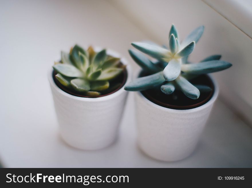 Two Green Succulent Plants