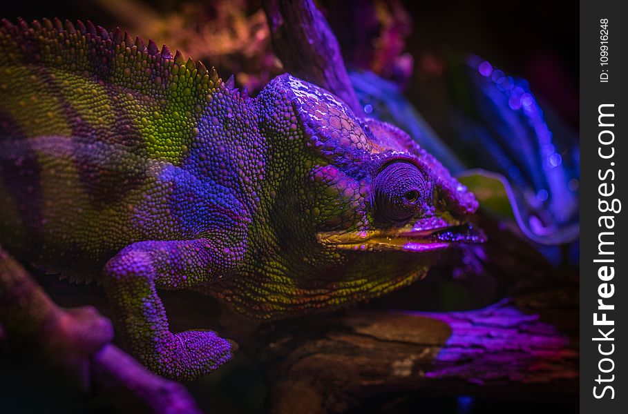 Green and Purple Chameleon