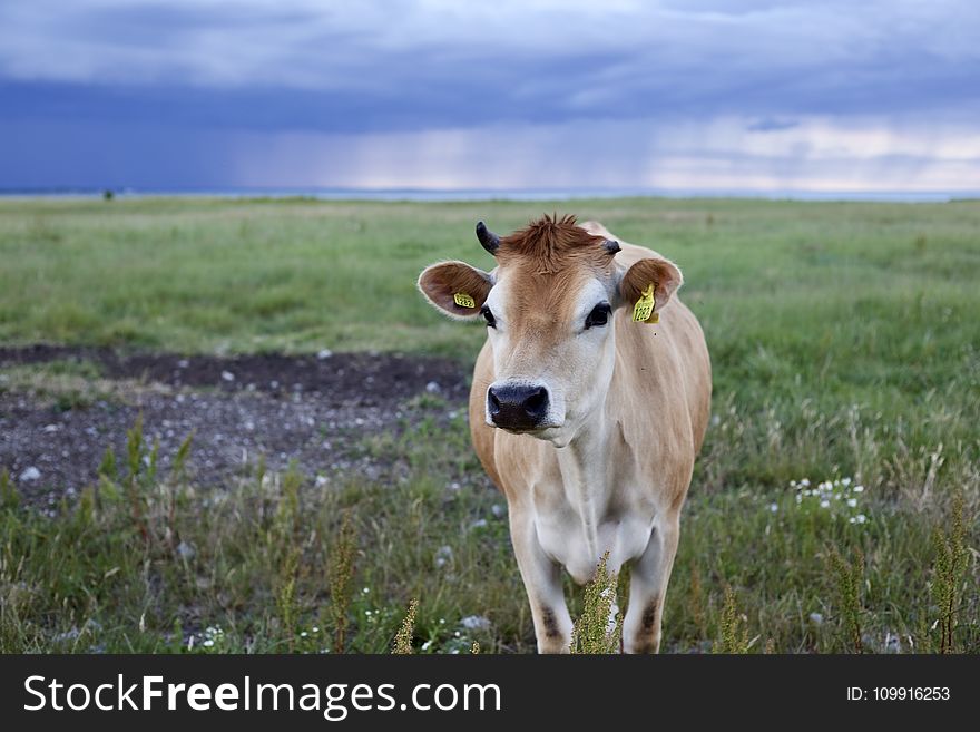 Selective Focus Of Cow Photo