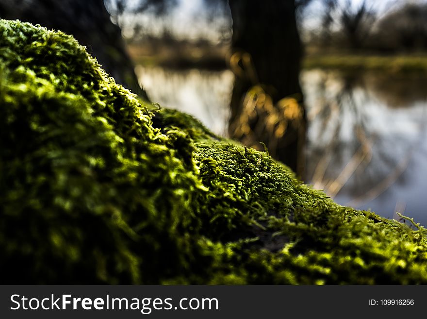 Shallow Focus Of Green Moss