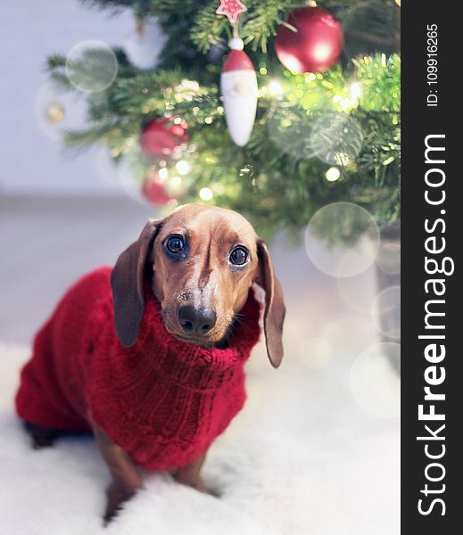 Dachshund Dog Wearing a Red Sweater