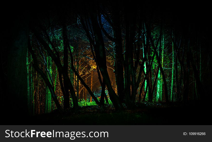 Trees With Green Light in Nighttime Photo