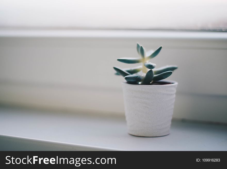 Green Succulent Plant In White Pot