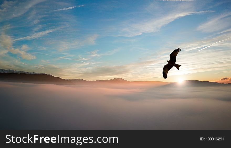 Silhouette of Bird Above Clouds
