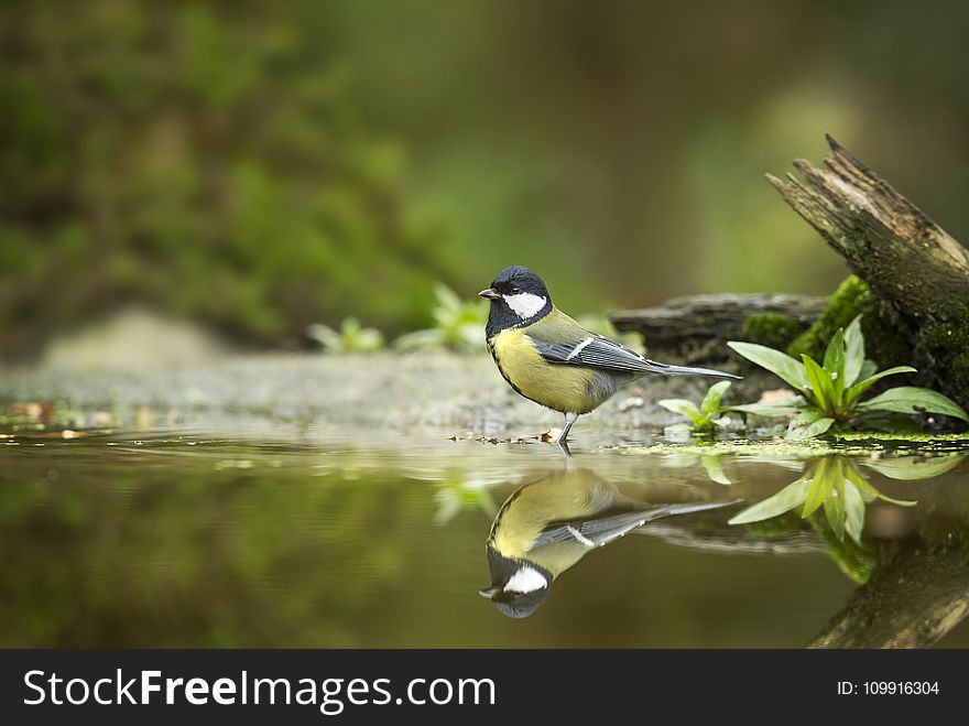 Black And Gray Bird On Body Of Water