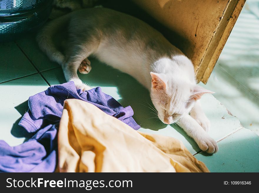 White Cat Near Door and Assorted Textiles