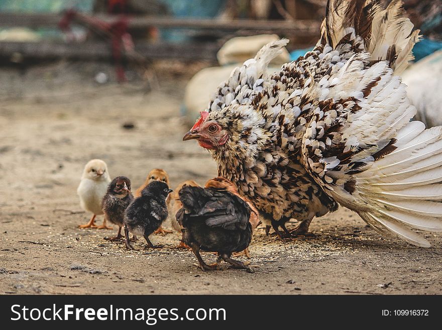 White And Black Hen Beside Chicken Chicks