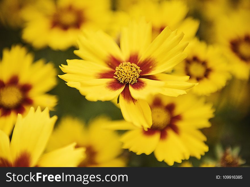 Macro Photography of Yellow Flowers