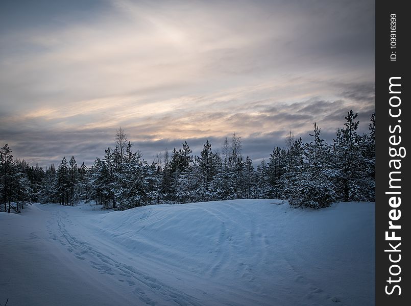 Green Pine Trees Forest Surrounded by Snow Pile