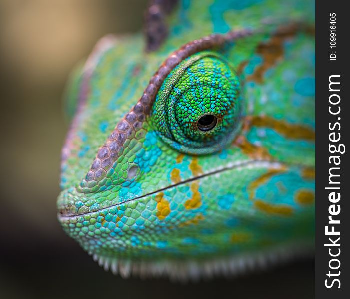 Selective Focus Photography of Chameleon