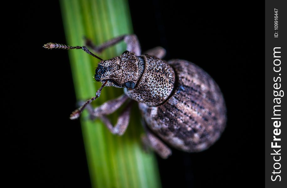 Close-up Photo Of Rice Weevil