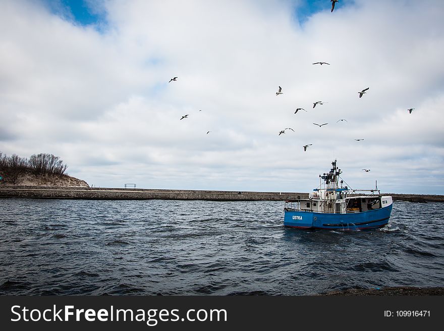 Blue and White Fishing Board Under Black Birds