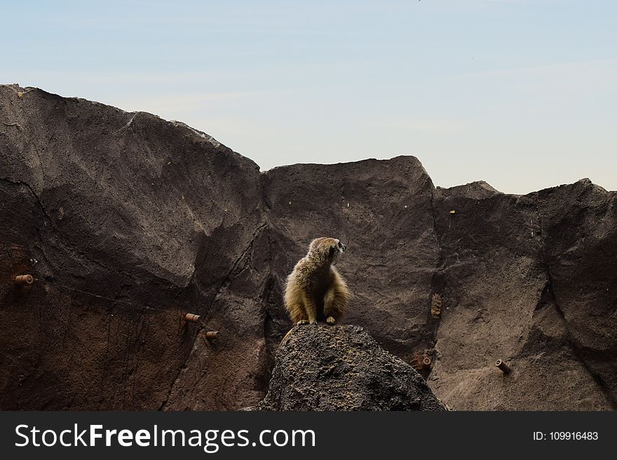 Brown Lemur On Rocky Mountain