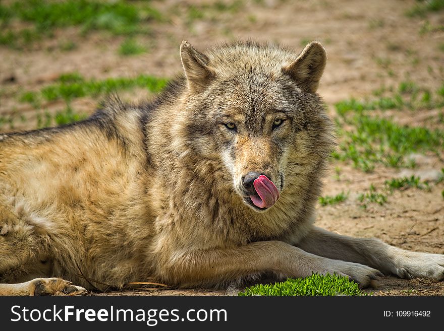 Beige and Gray Wolf on the Green Grass