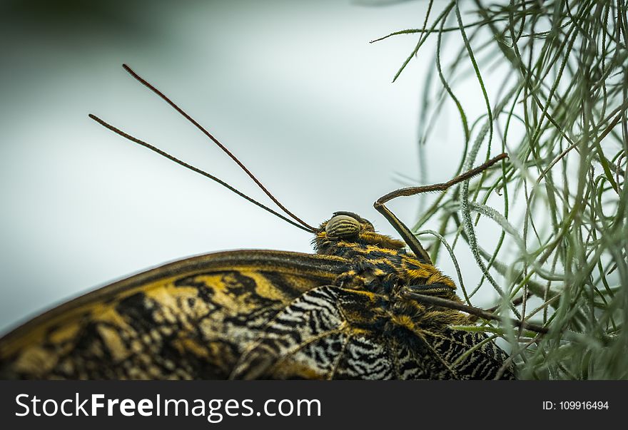 Closeup Photo of Yellow and Black Butterfly