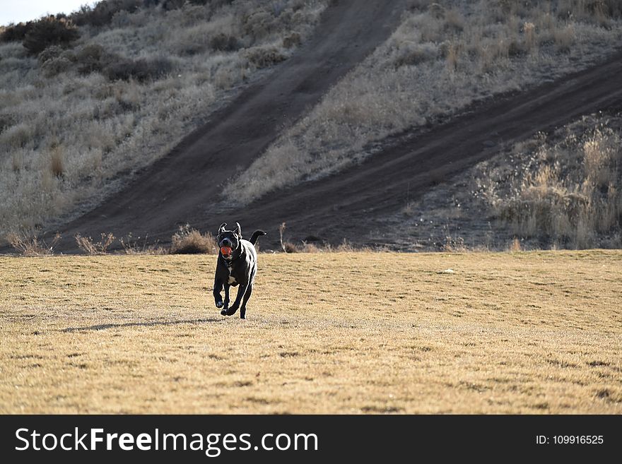 Adult Short-coated Black Dog Running Toward to the Camera at the Desert