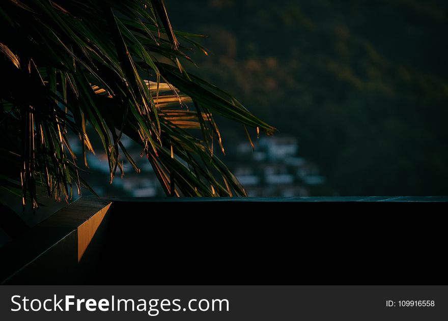 Green Palm Tree Near Balcony on Sunset Photo