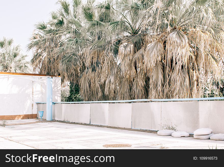 Photography of Palm Tree Beside White Fence