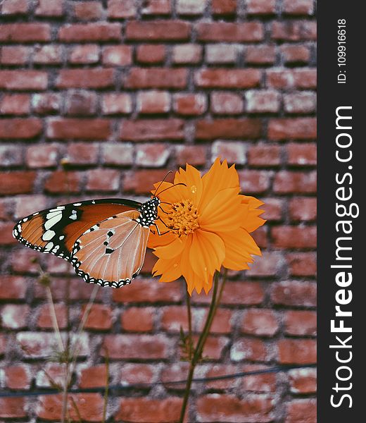 Queen Butterfly on Orange Petaled Flowers