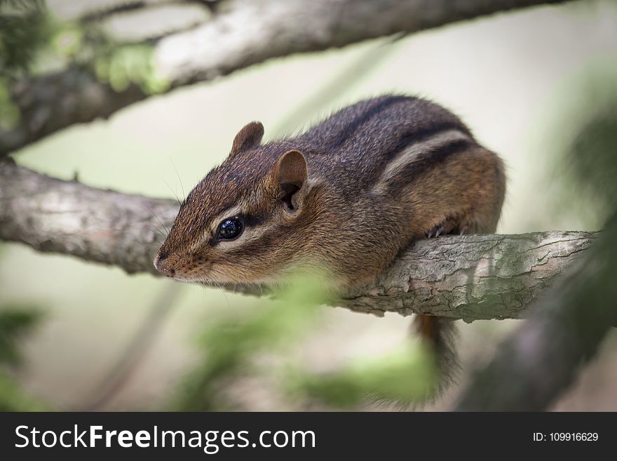 Brown Squirrel On Branch Of Tree