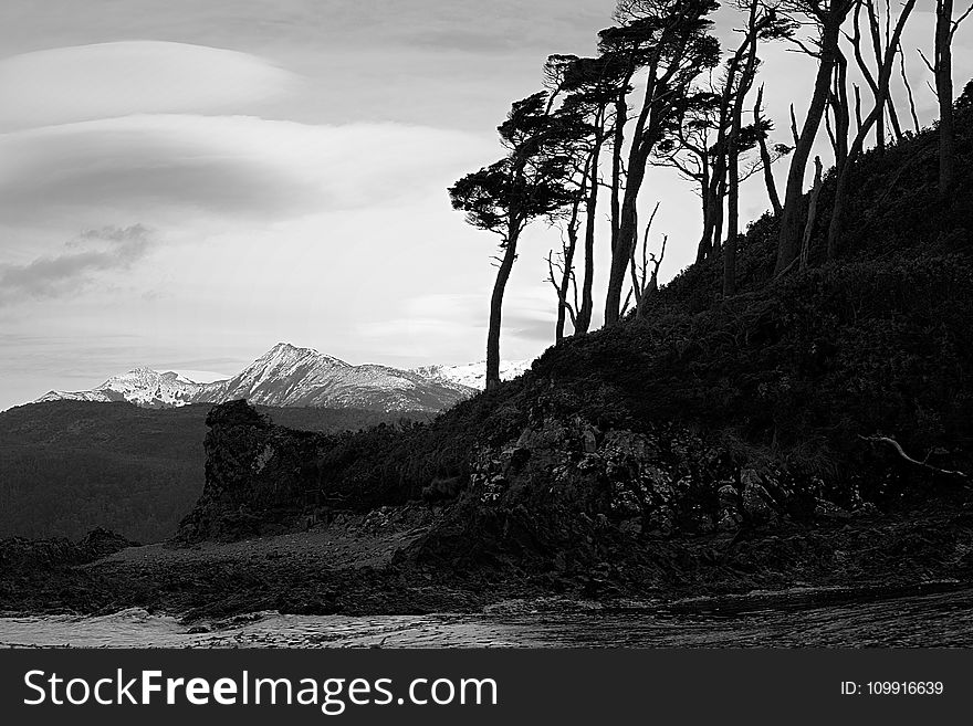 Grayscale Photo Of Trees Near Body Of Water