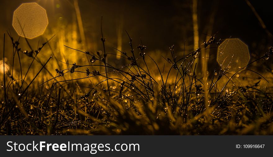 Photography of Grasses during Nighttime