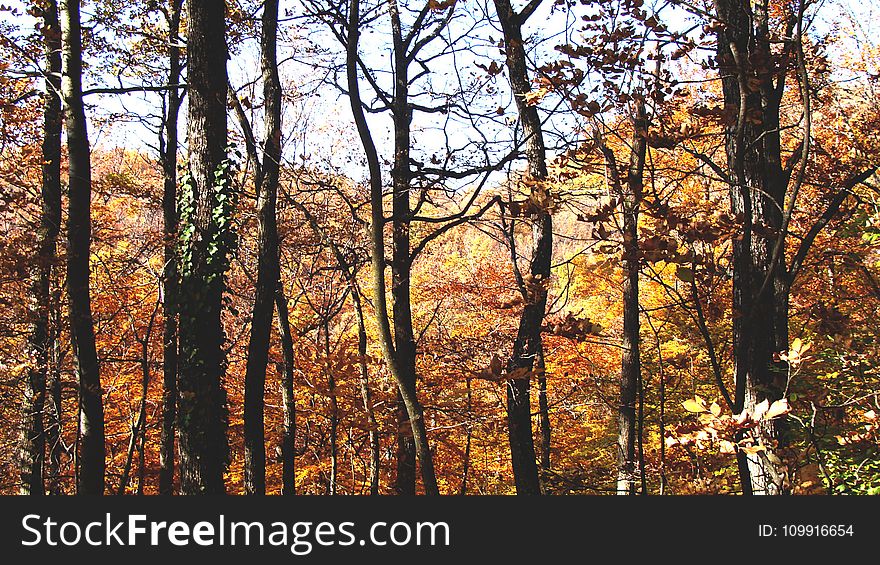 Brown Forest