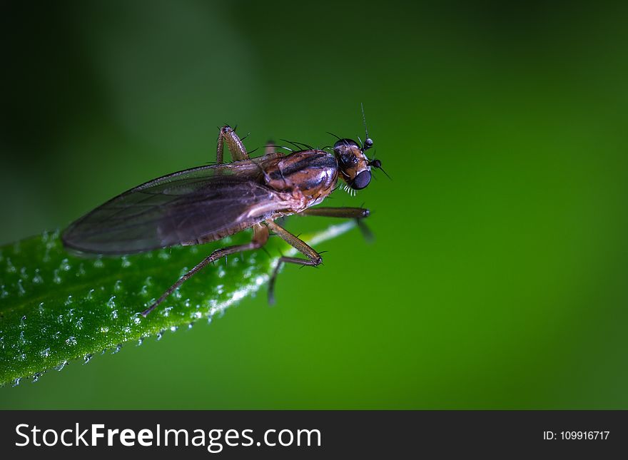 Macro Photo of a Brown and Black Fly on Green Leaf