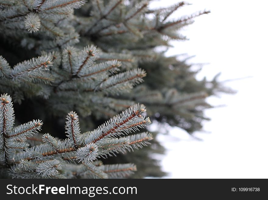 White and Brown Pine Tree Selected Focus
