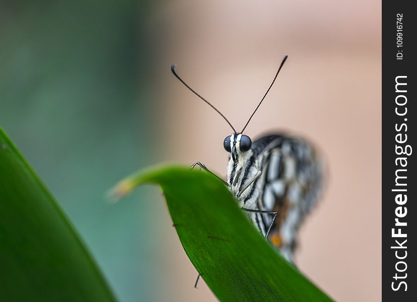 Selective Focus Photo of Gray and Black Butterfly