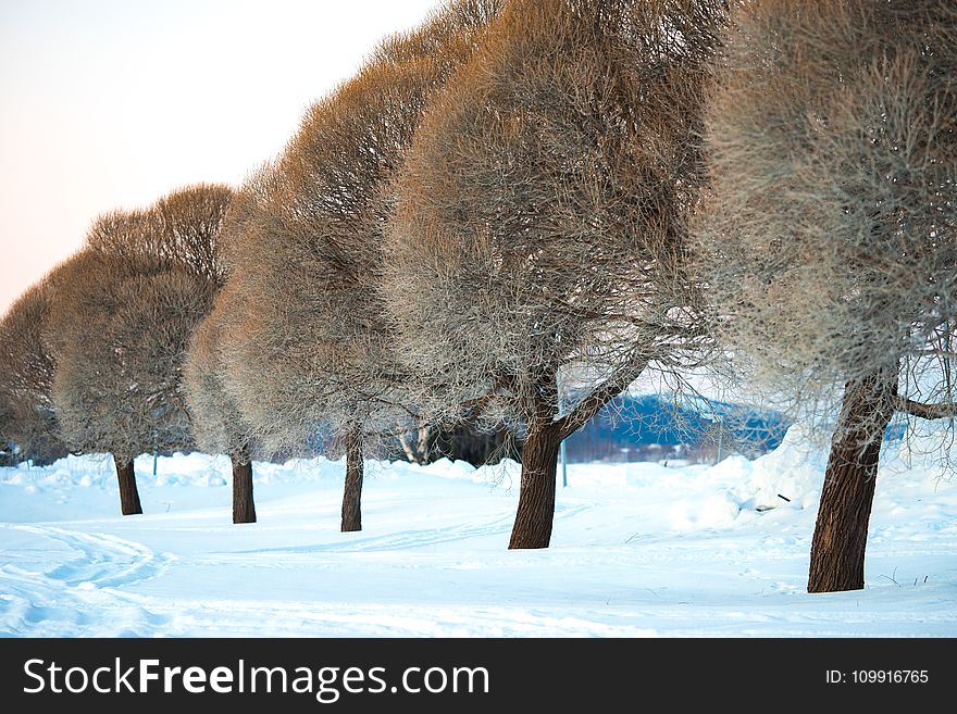 Photography Of Trees During Winter