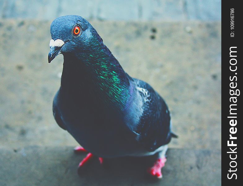 Close-Up Photography of Pigeon