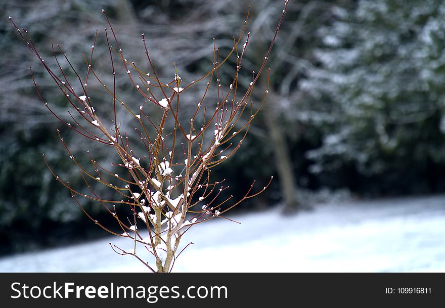 Shallow Focus Photography of Tree Covered with Snow