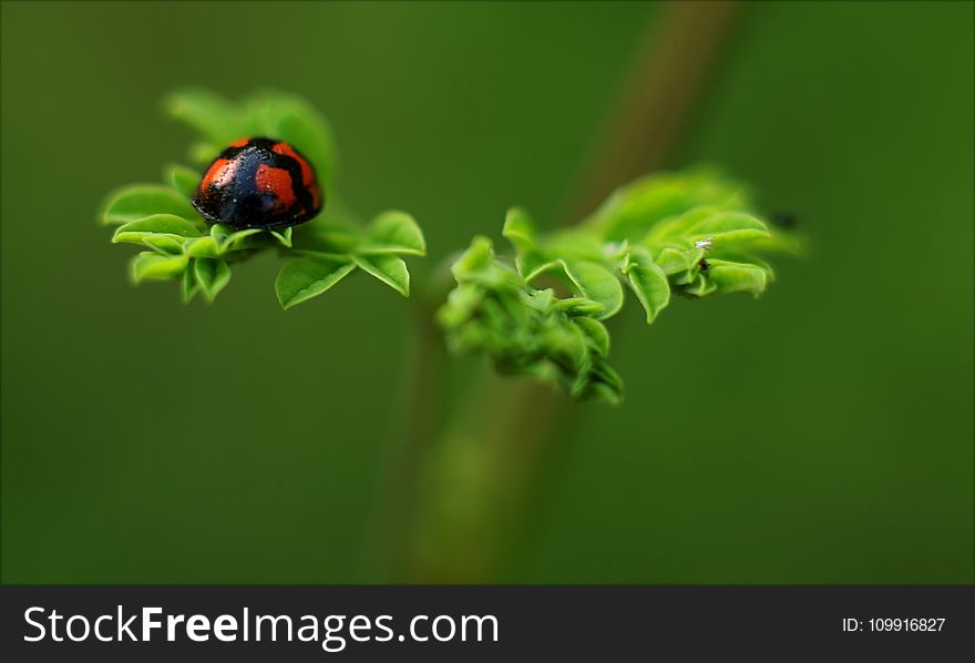 Selective Focus Photography of Ladybug