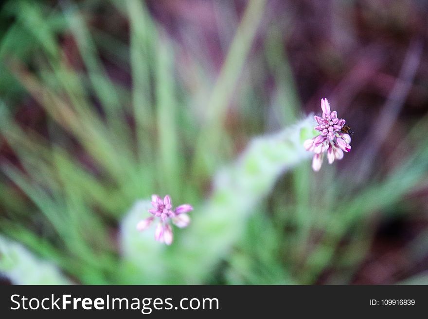 Selective Focus Photography of Flower Buds