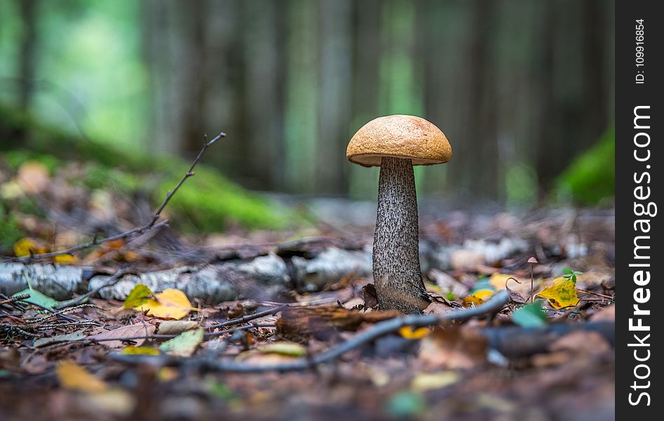 Brown Mushroom at Daytime