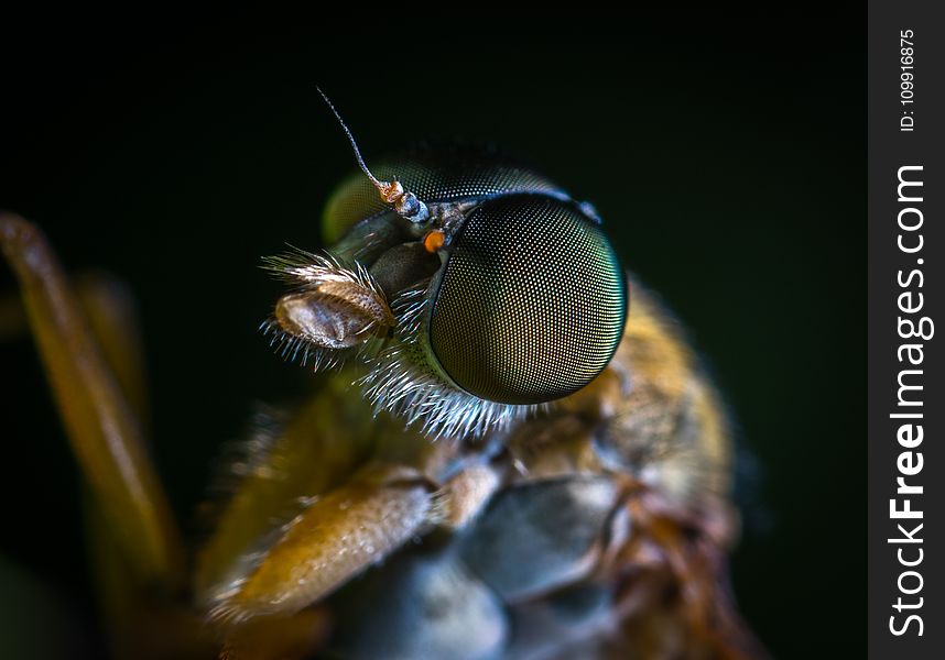 Macro Photo of a Brown Fly