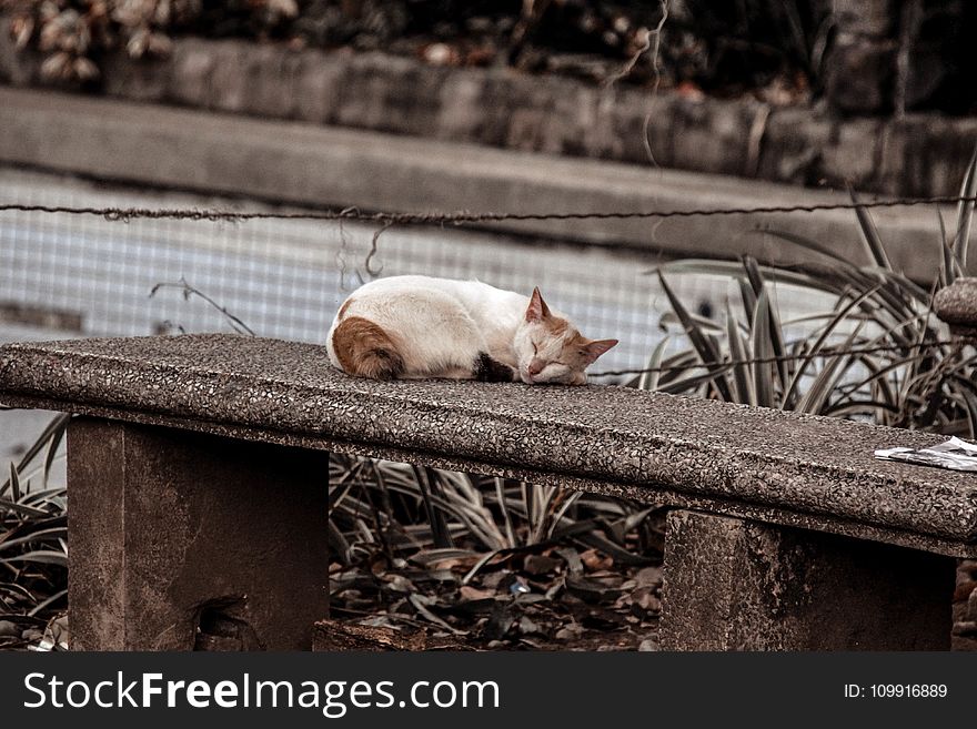 Photo of a Cat Sleeping on Gray Concrete Bench