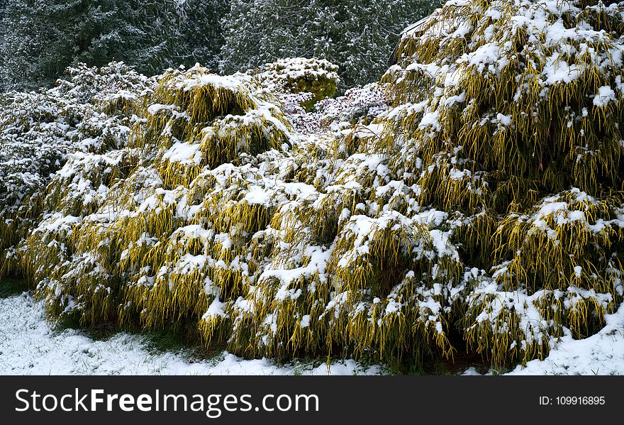 Photo of Plants Covered with Snow