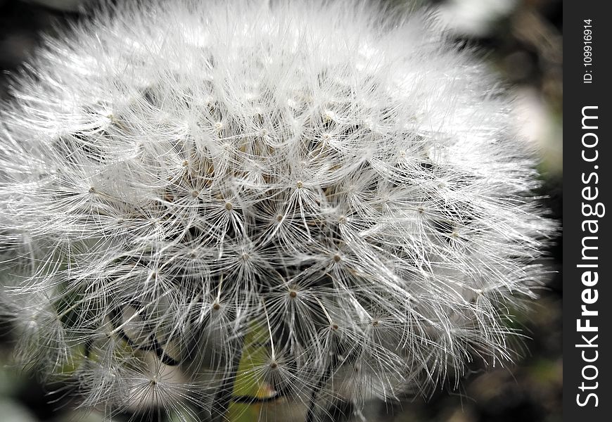 Closeup Photo of White Dandelion
