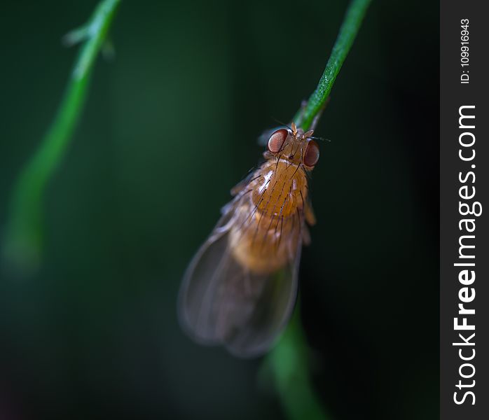Close-up Photography of Brown Fly on Leaf Branch