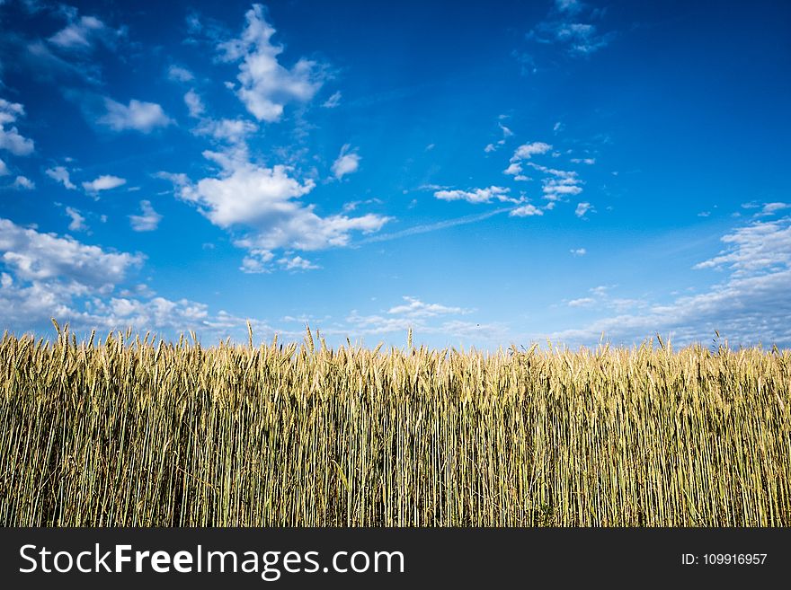 Corn Field at Daytime