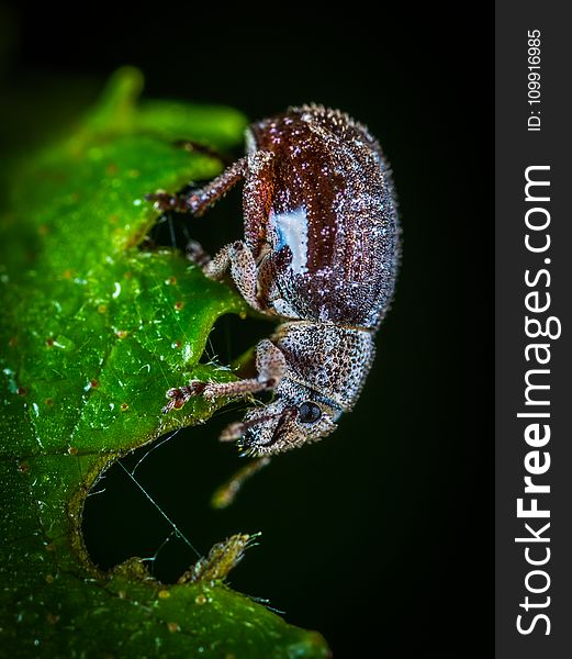 Macro Photo of Brown June Beetle on Green Leaf