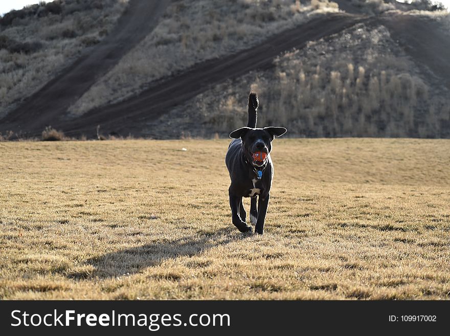 Adult Short-coated Black Dog Walking On Grass At Daytime